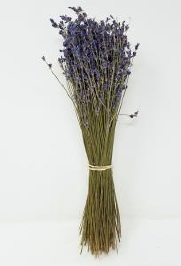 High-Grade French Lavender Flower BUNCH 14" L