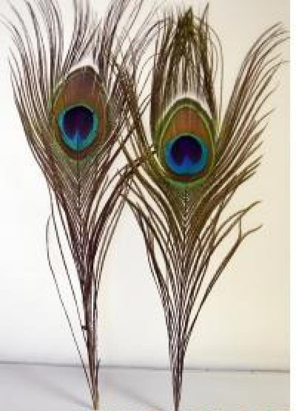 Natural Peacock Tail Body Smudging Feathers  (Pack of 5)