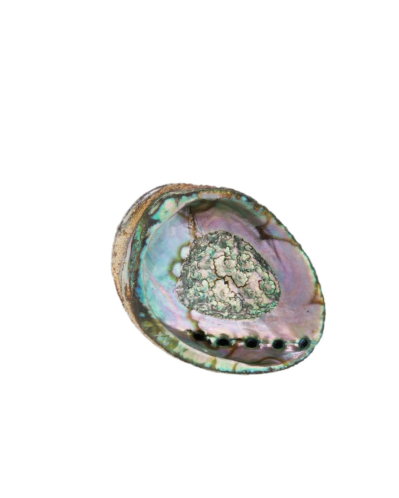 Smudge Ash Tray and Burner - Abalone Shell - Large 5"-6.5"