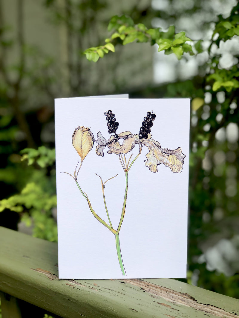 Blackberry Lily : Greeting Card