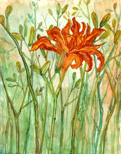 Orange Daylily : Prints